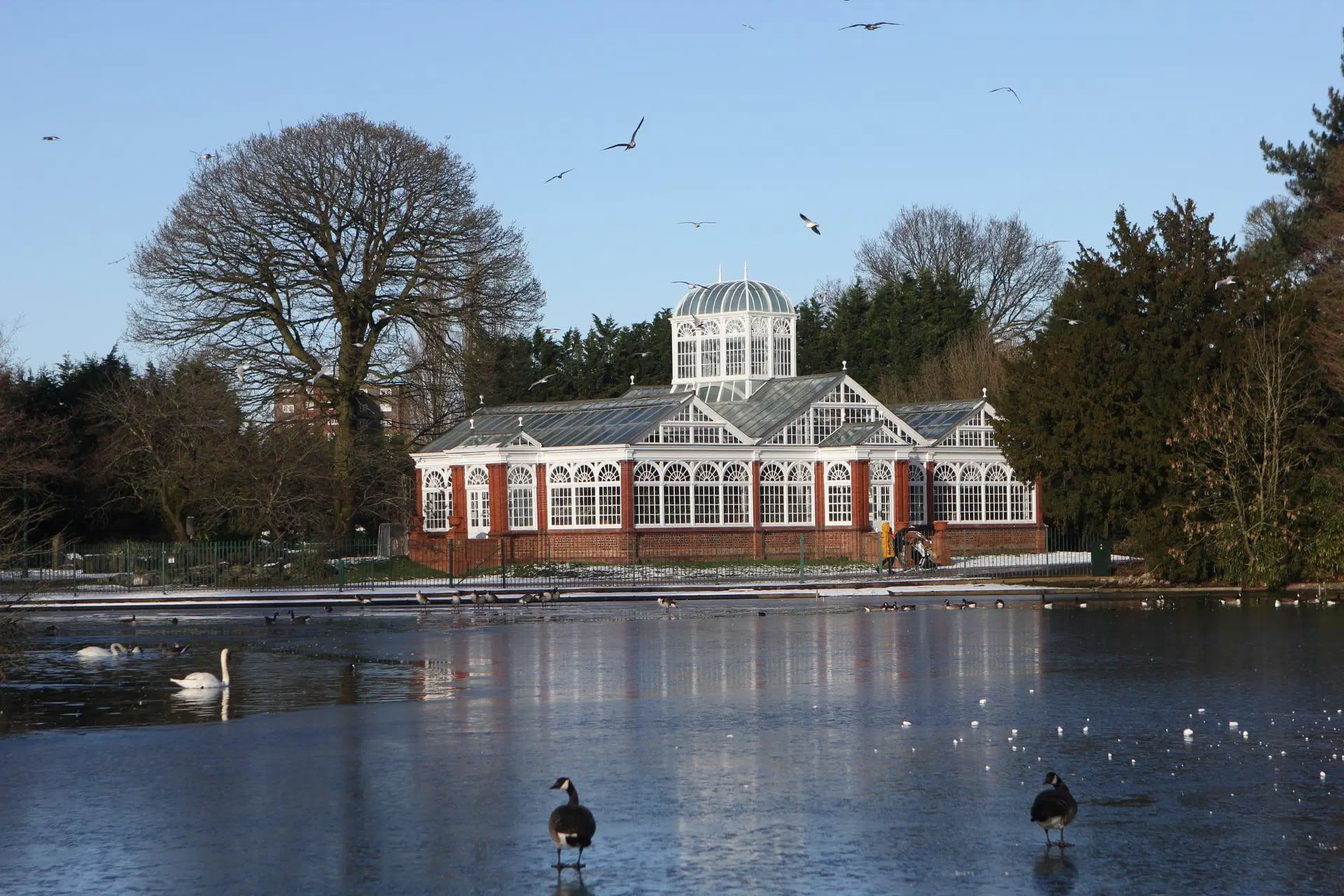 A Victorian glasshouse with a glazed dome beyond a partly frozen lake: swans on open water, Canada geese on the ice in the foreground and gulls overhead